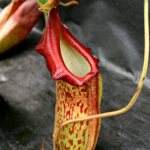 Open Nepenthes adrianii x maxima pitcher with red peristome and pale interior against dark background