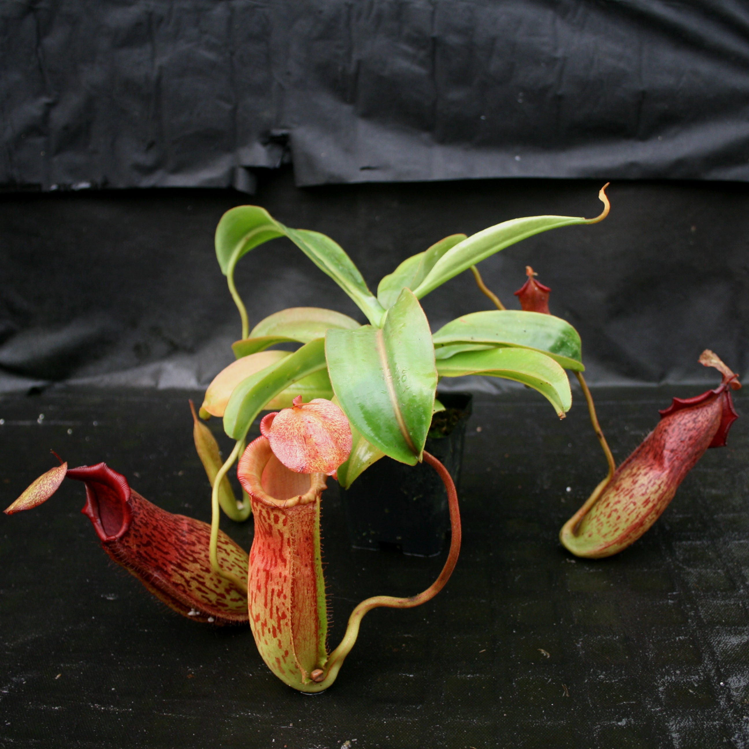 Nepenthes adrianii x maxima, CAR-0041 – Carnivero