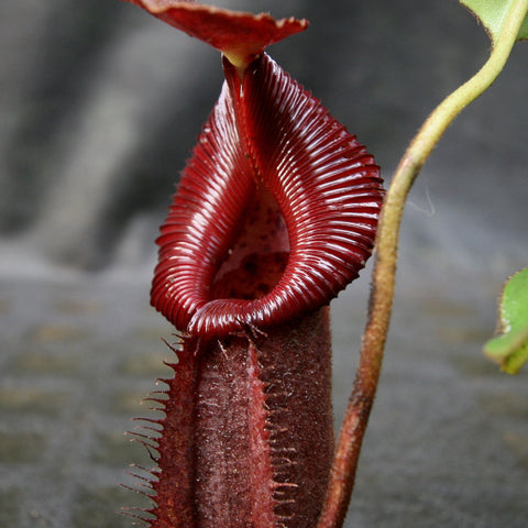 Close up of a deep red Nepenthes robcantleyi x burbidgeae x edwardsiana BE-4023 pitcher with a ribbed curved lip