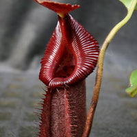 Nepenthes robcantleyi x (burbidgeae x edwardsiana), BE-4023