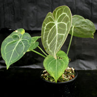 Anthurium clarinervium, Velvet Cardboard Anthurium