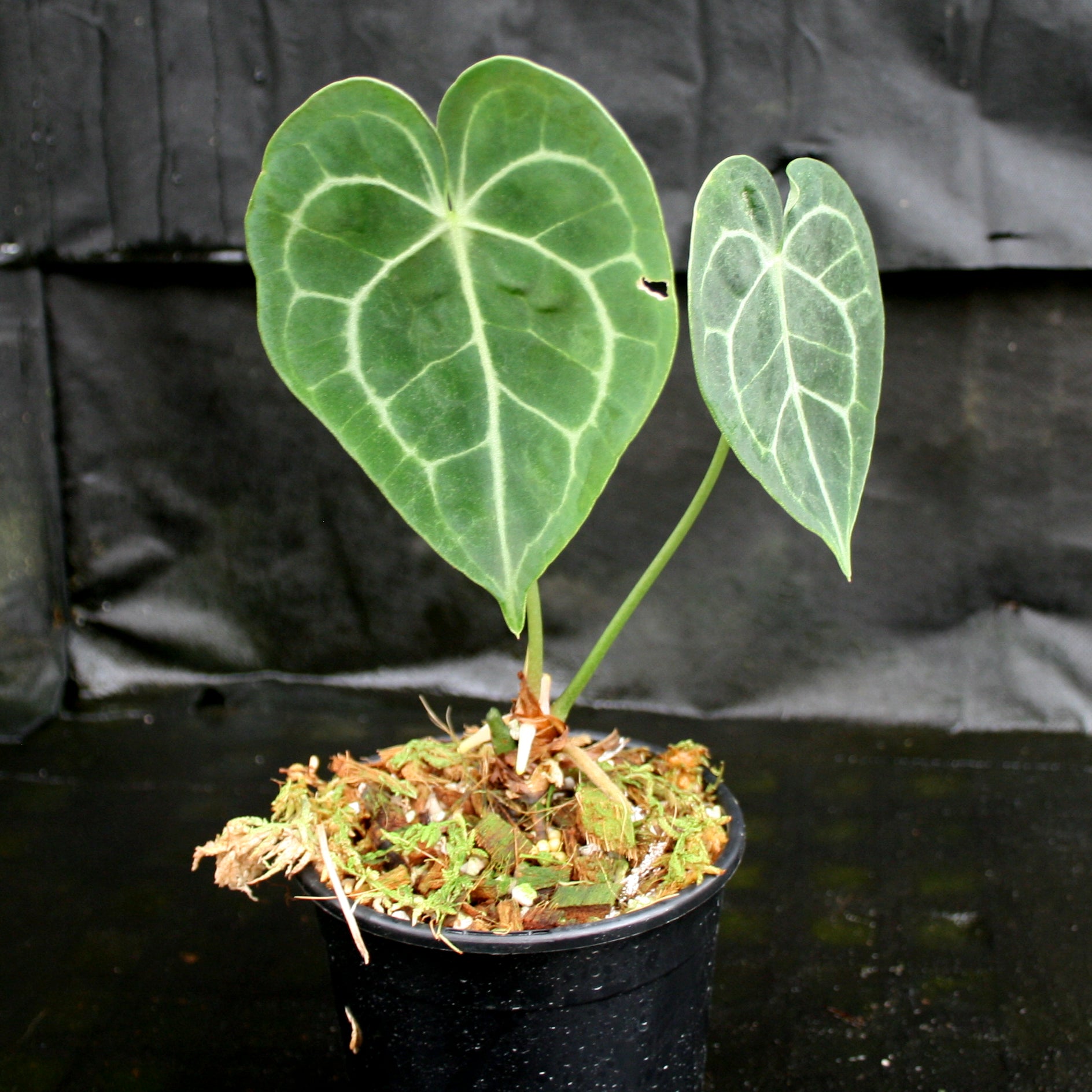 Anthurium clarinervium, Velvet Cardboard Anthurium – Carnivero