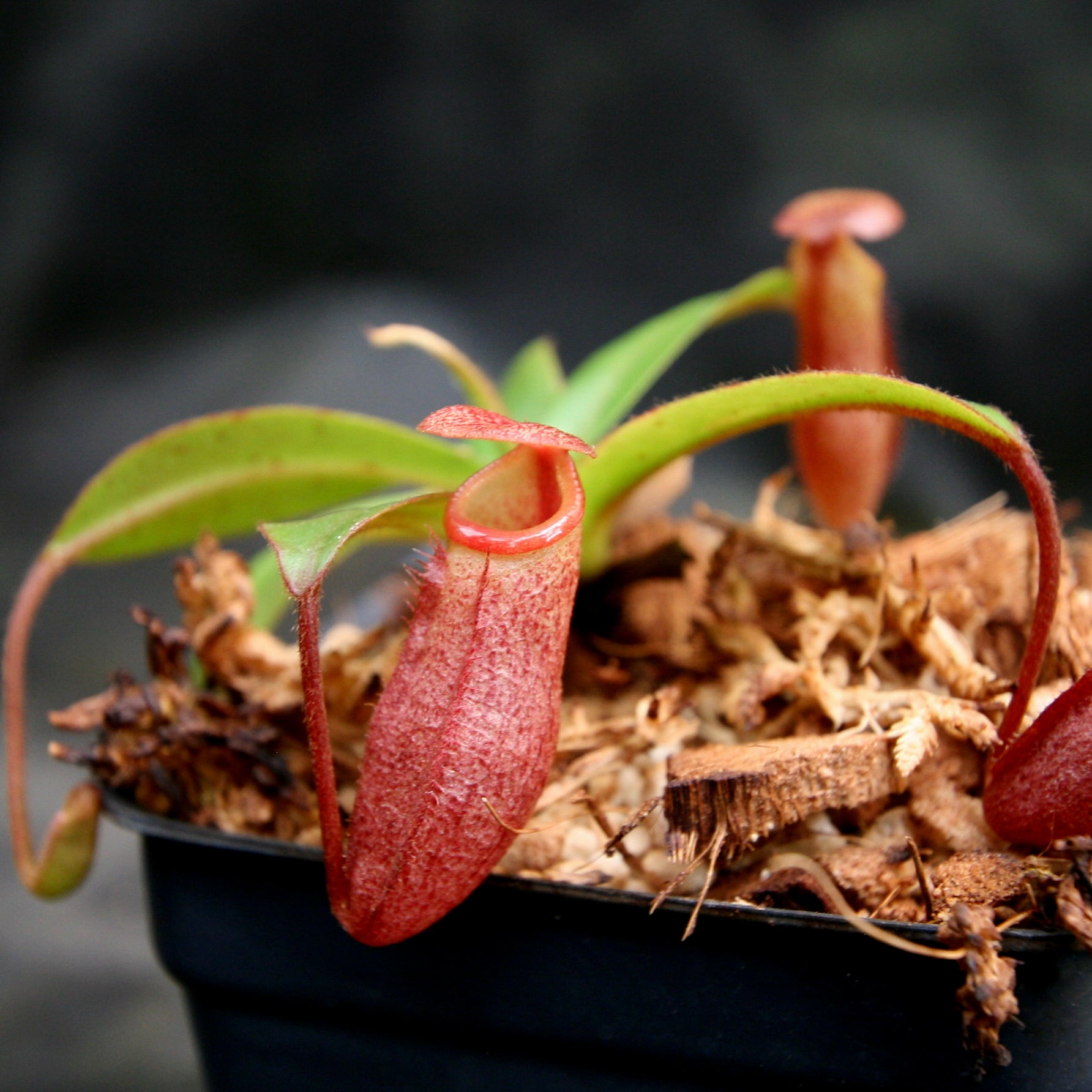 Nepenthes rajah x mira, BE-3518 – Carnivero