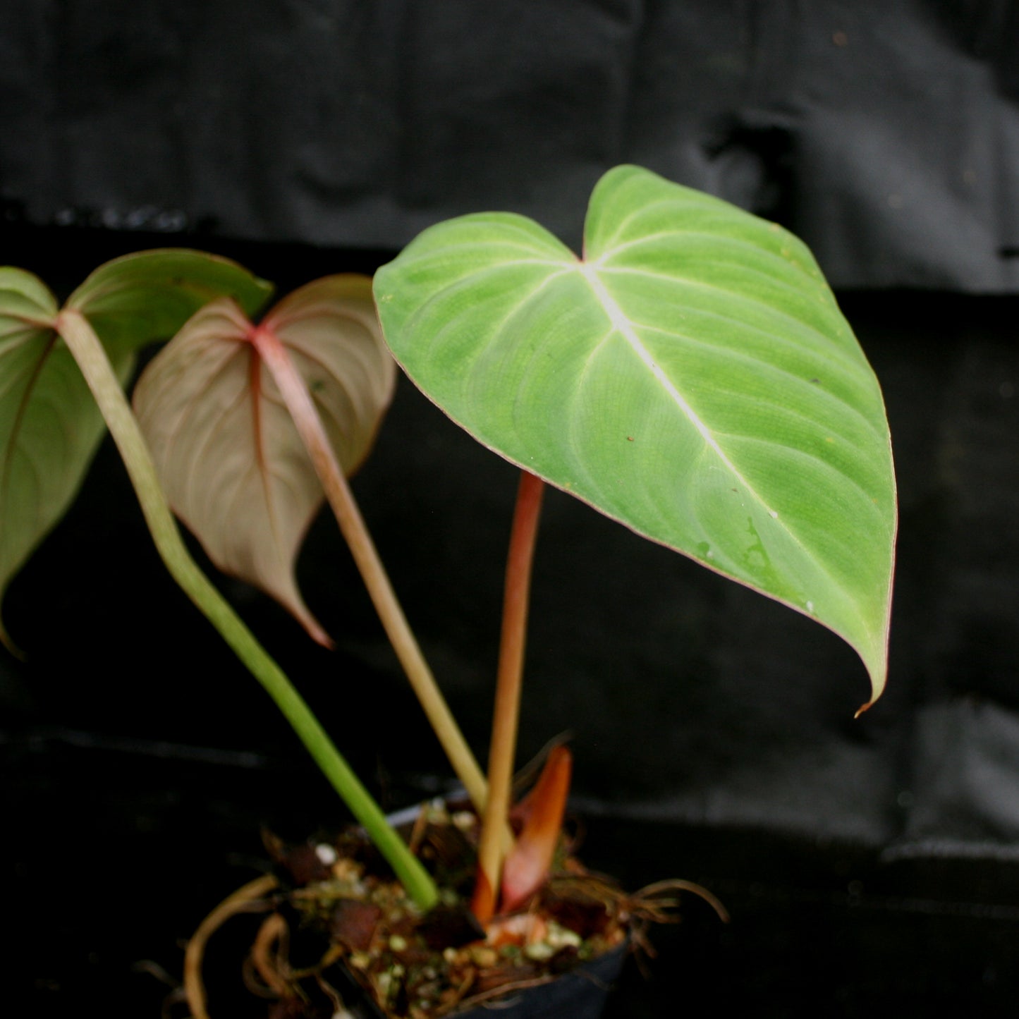 philodendron gloriosum seedling Philodendron gloriosum – Carnivero