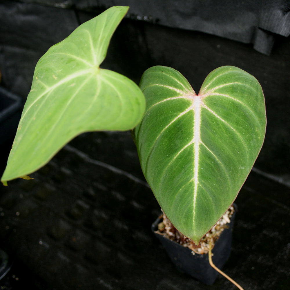 
                      
                        Philodendron gloriosum
                      
                    
