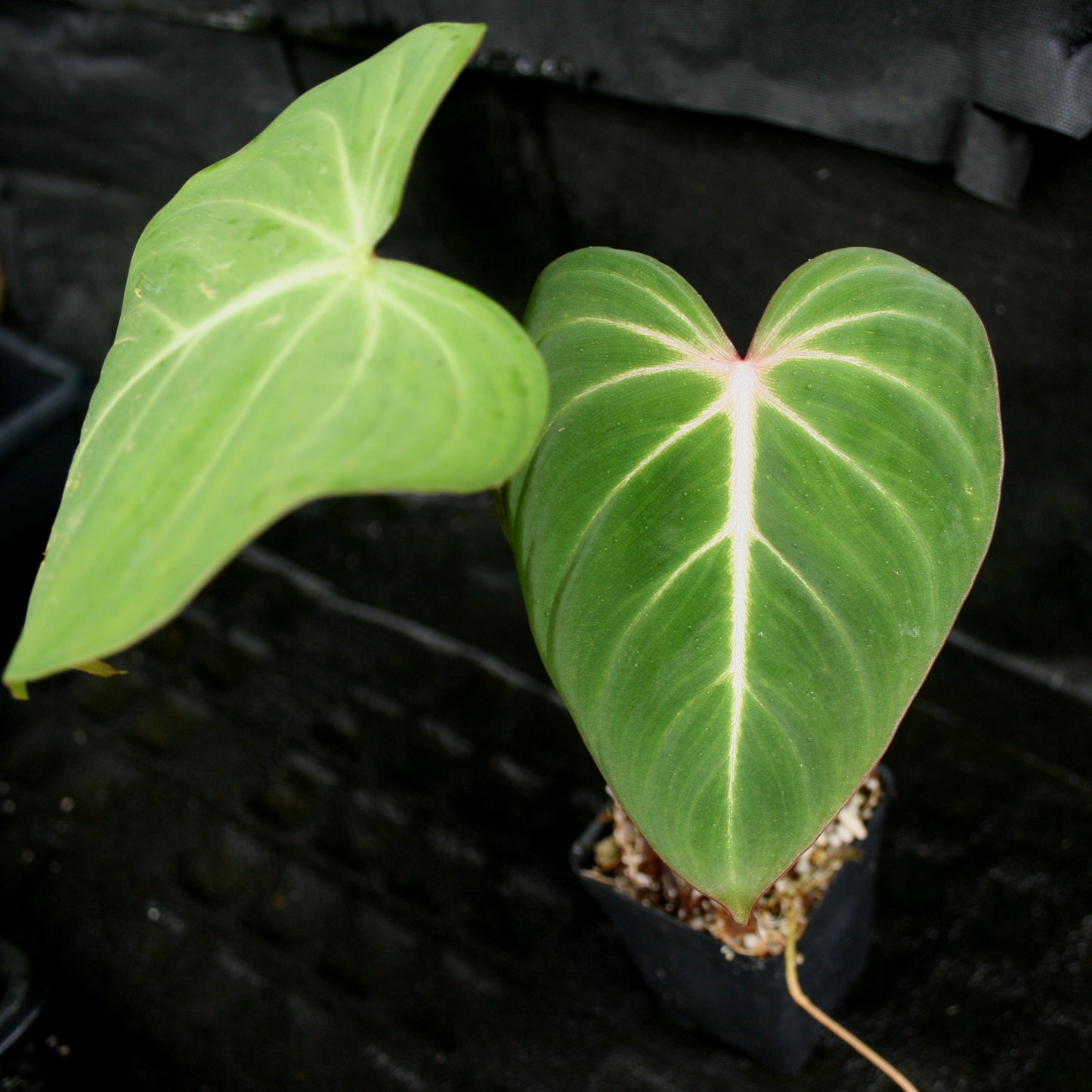 philodendron gloriosum small Philodendron gloriosum – Carnivero