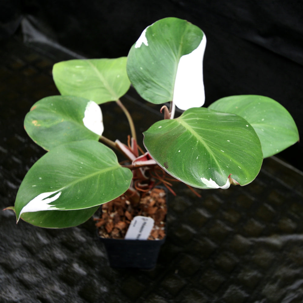 
                      
                        Philodendron 'White Knight'
                      
                    