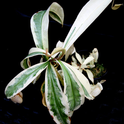 Variegated Nepenthes ampullaria with cream and green leaves and small pitchers in a pot