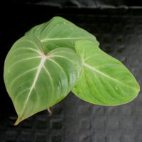 Philodendron gloriosum