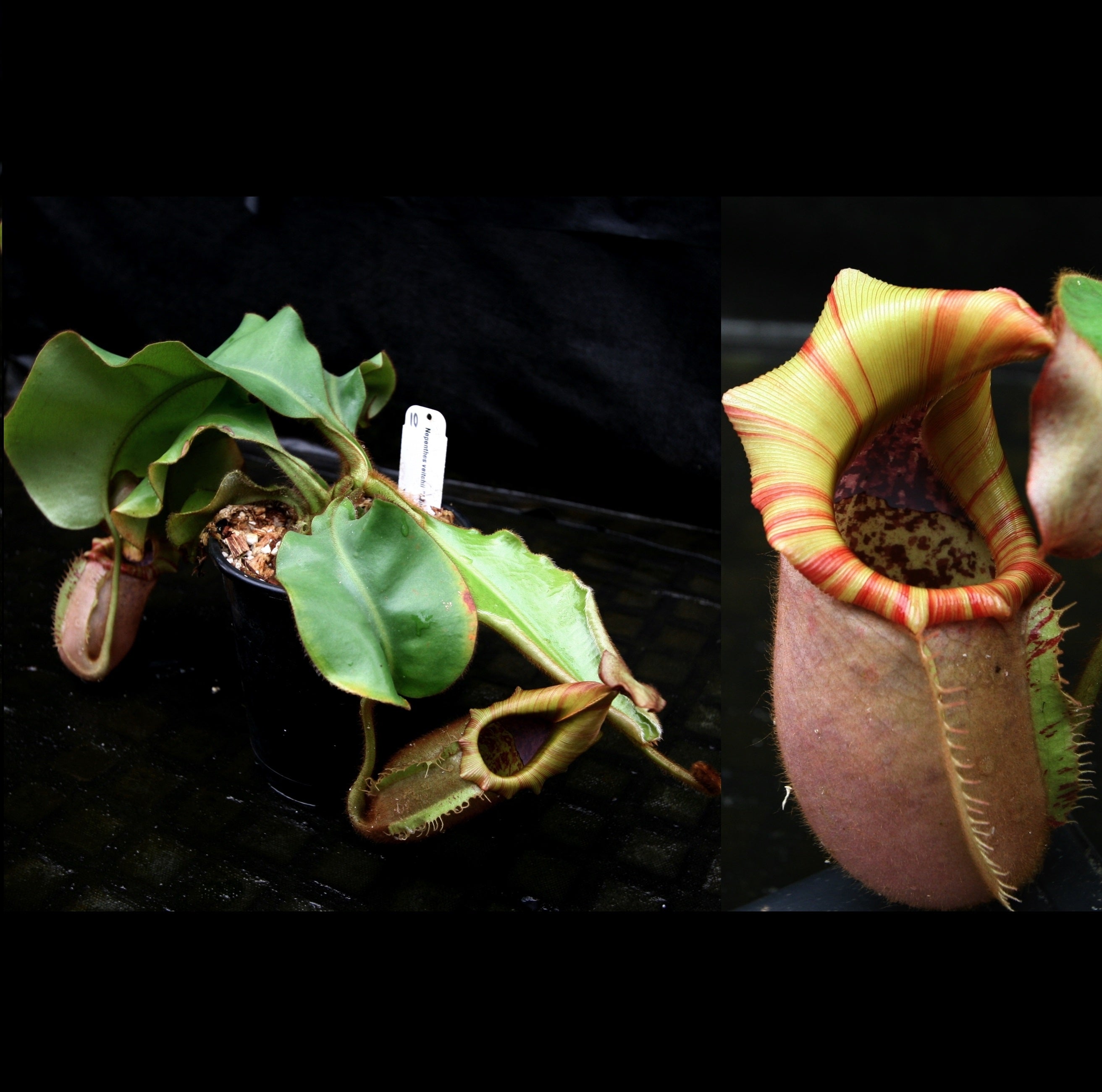 Nepenthes veitchii 