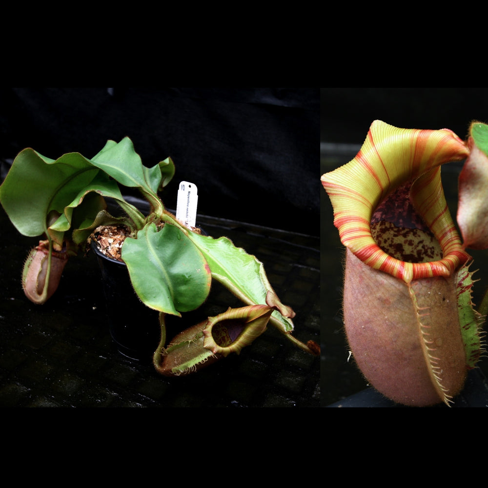 
                      
                        Nepenthes veitchii "Candy Dreams"
                      
                    