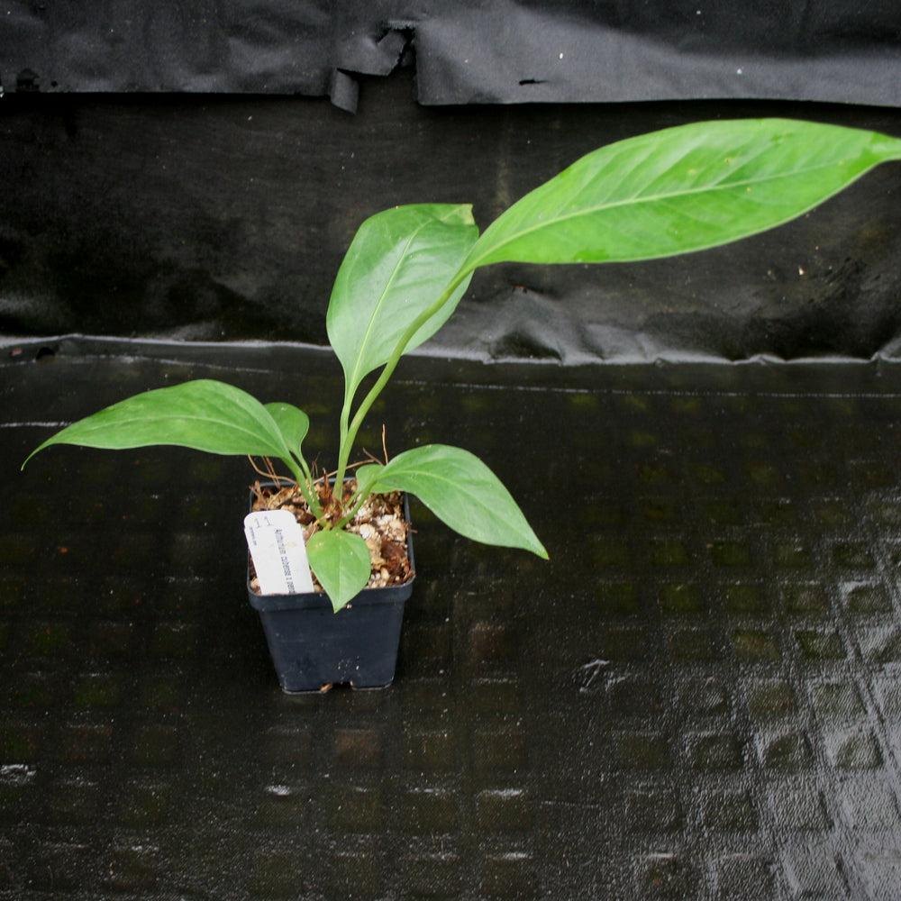 
                      
                        Anthurium cubense x pendulifolium (same cross as Big Bill)
                      
                    