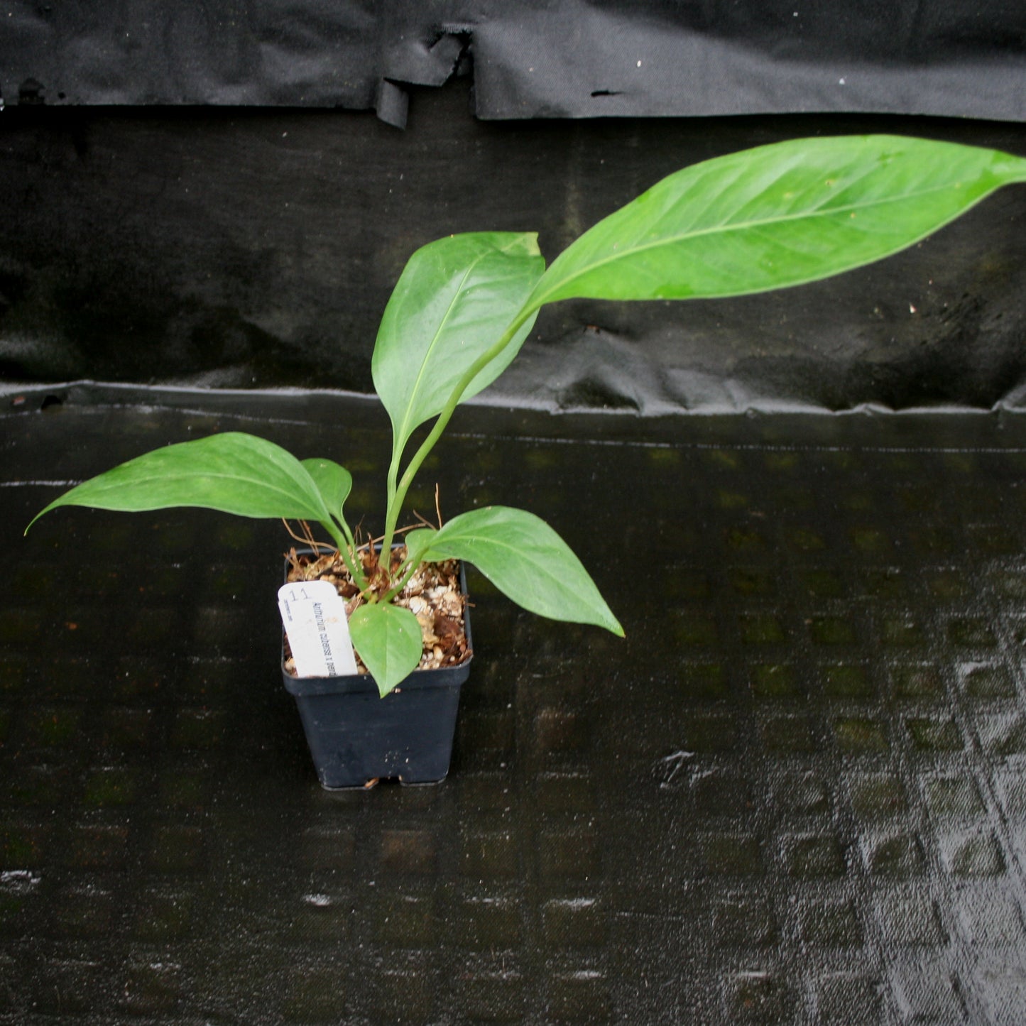 anthurium cubense Anthurium cubense x pendulifolium (same cross as Big Bill) – Carnivero
