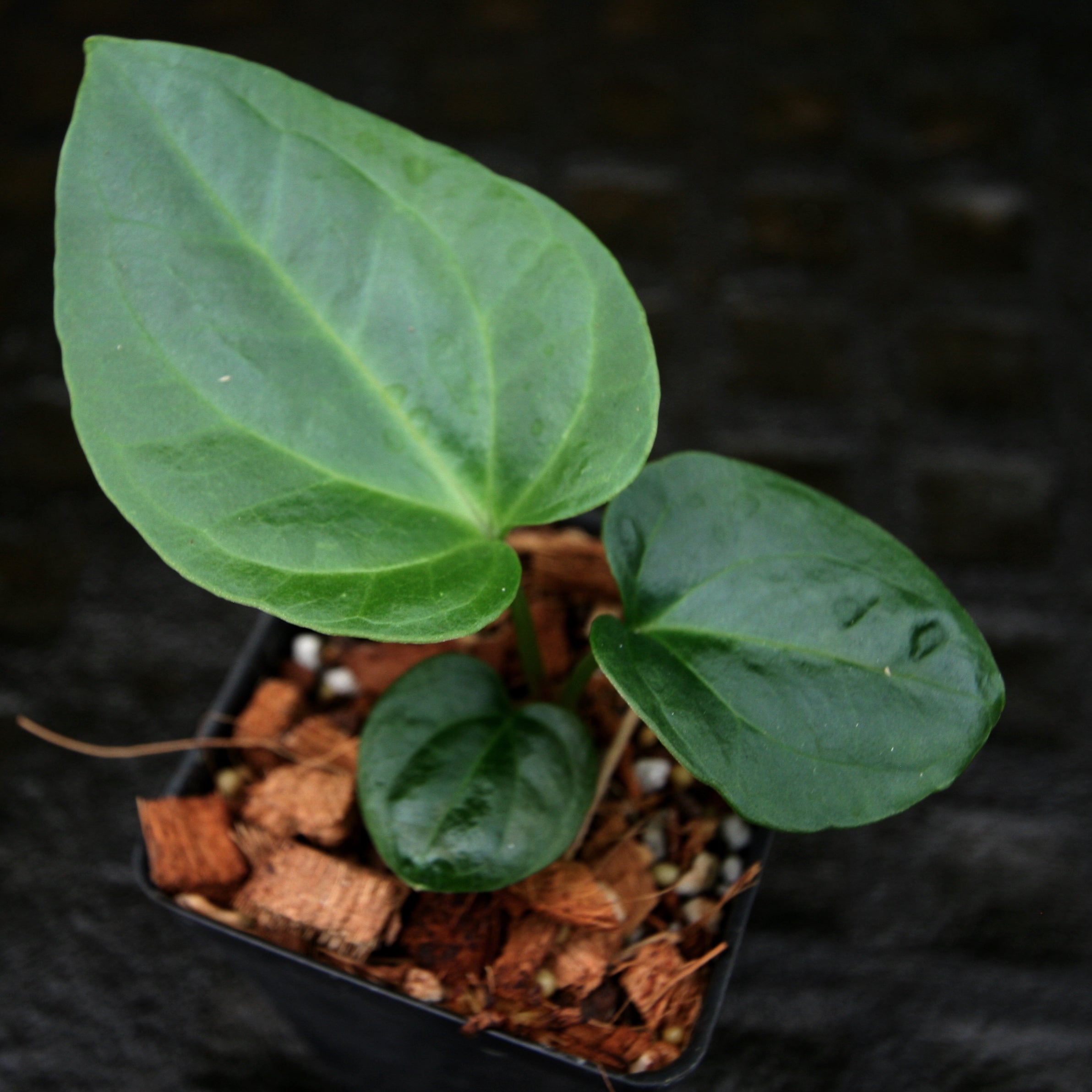 Anthurium carlablackiae x debilis, CAR-0234 – Carnivero