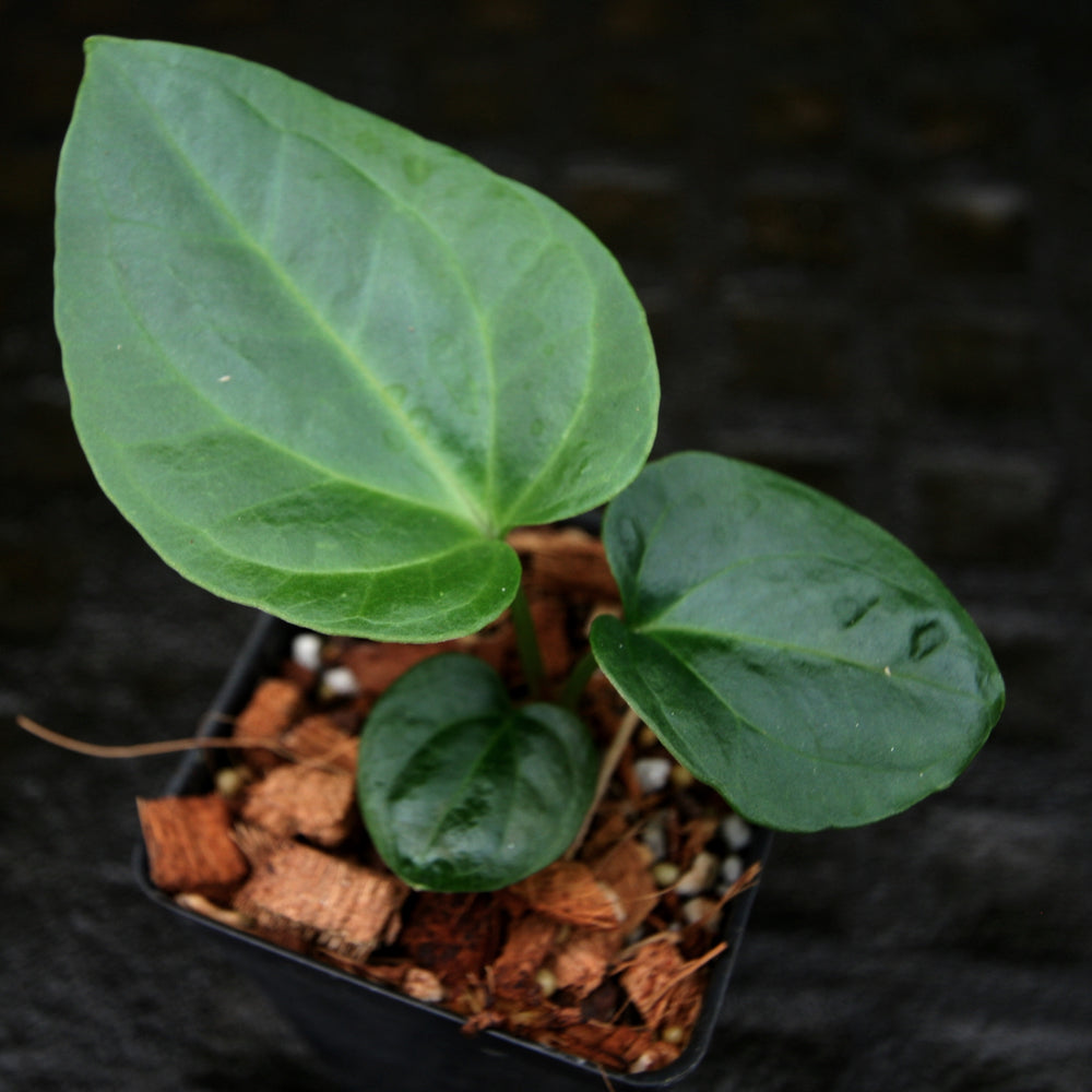 
                      
                        Anthurium carlablackiae x debilis, CAR-0234
                      
                    