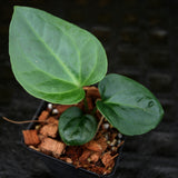 Anthurium carlablackiae x debilis, CAR-0234