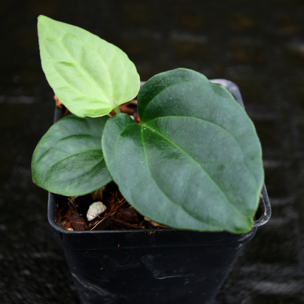 
                      
                        Anthurium carlablackiae x debilis, CAR-0234
                      
                    