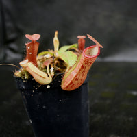 Nepenthes [(lowii x veitchii) x boschiana] x veitchii Bareo