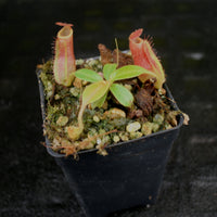 Nepenthes [(lowii x veitchii) x boschiana] x veitchii Bareo