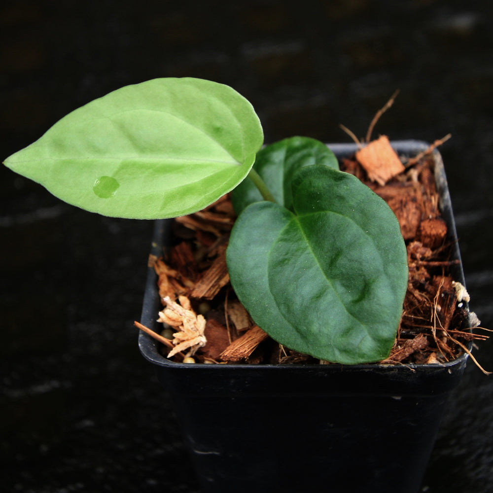 
                      
                        Anthurium carlablackiae x debilis, CAR-0234
                      
                    