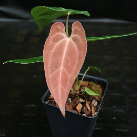 Pink heart shaped Anthurium leaf with pale venation in a small pot.