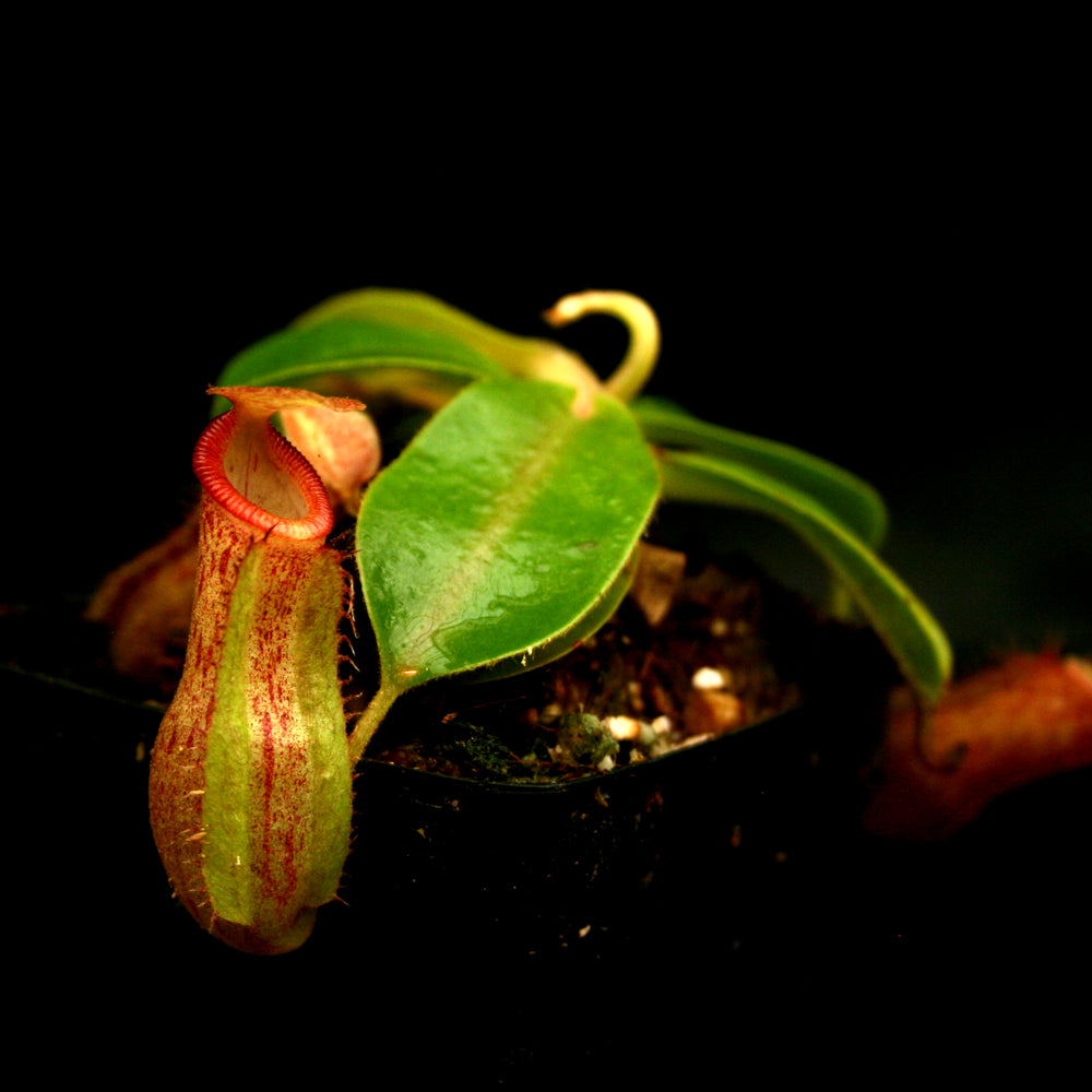 
                      
                        Nepenthes [(lowii x veitchii) x boschiana] x (northiana x veitchii)
                      
                    