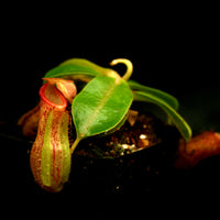 Nepenthes [(lowii x veitchii) x boschiana] x (northiana x veitchii)