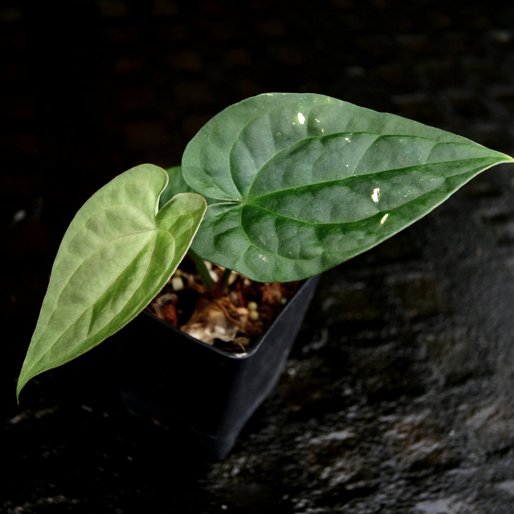 
                      
                        Anthurium forgetii 'Silver' x debilis, CAR-0228
                      
                    