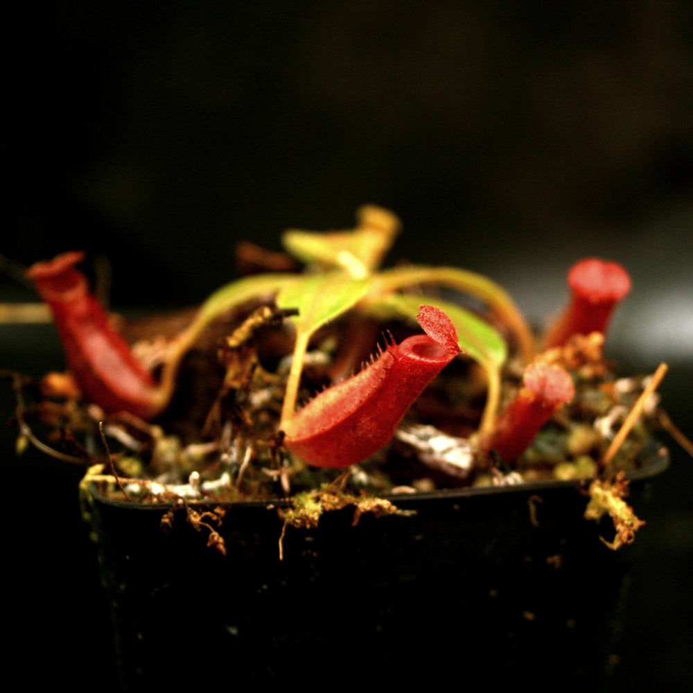 
                      
                        Nepenthes [(lowii x veitchii) x boschiana] x (northiana x veitchii)
                      
                    