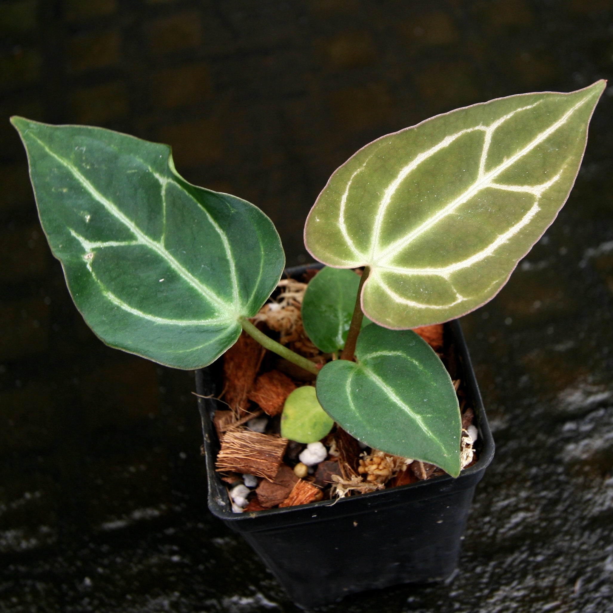 Anthurium crystallinum 'Dark' x carlablackiae, CAR-0229 – Carnivero