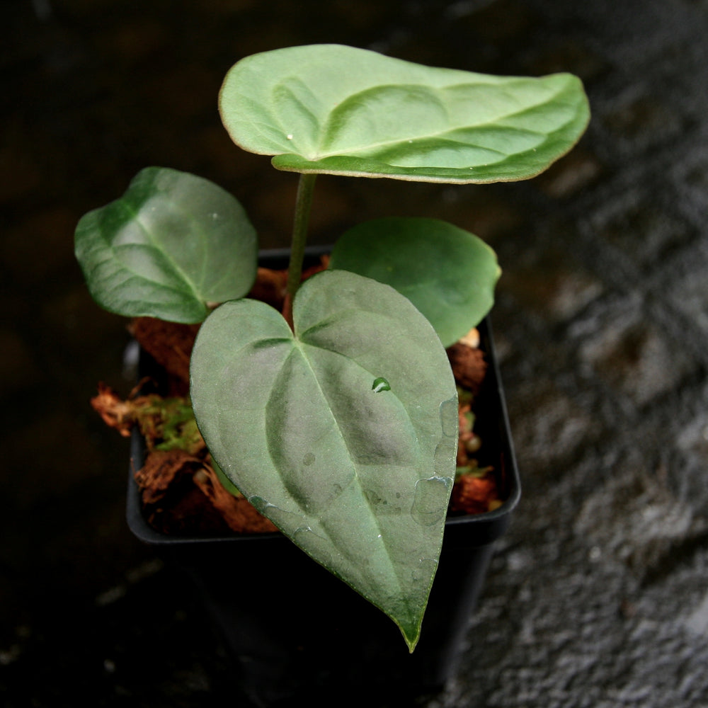 
                      
                        Anthurium crystallinum Dark x luxurians, CAR-0231
                      
                    