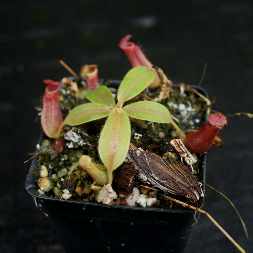 
                      
                        Nepenthes [(lowii x veitchii) x boschiana] x (northiana x veitchii)
                      
                    