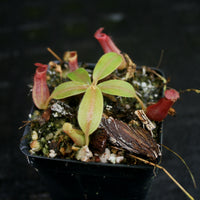 Nepenthes [(lowii x veitchii) x boschiana] x (northiana x veitchii)