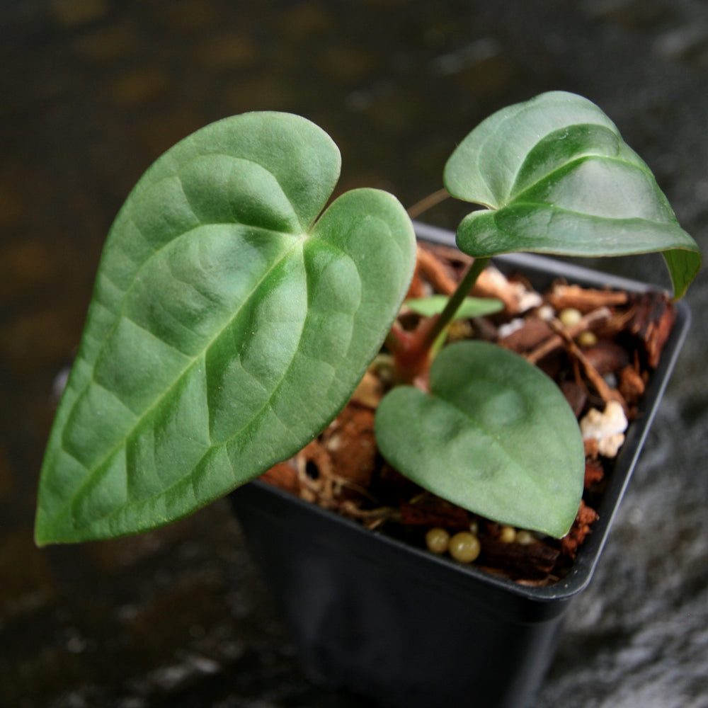 
                      
                        Anthurium crystallinum Dark x luxurians, CAR-0231
                      
                    