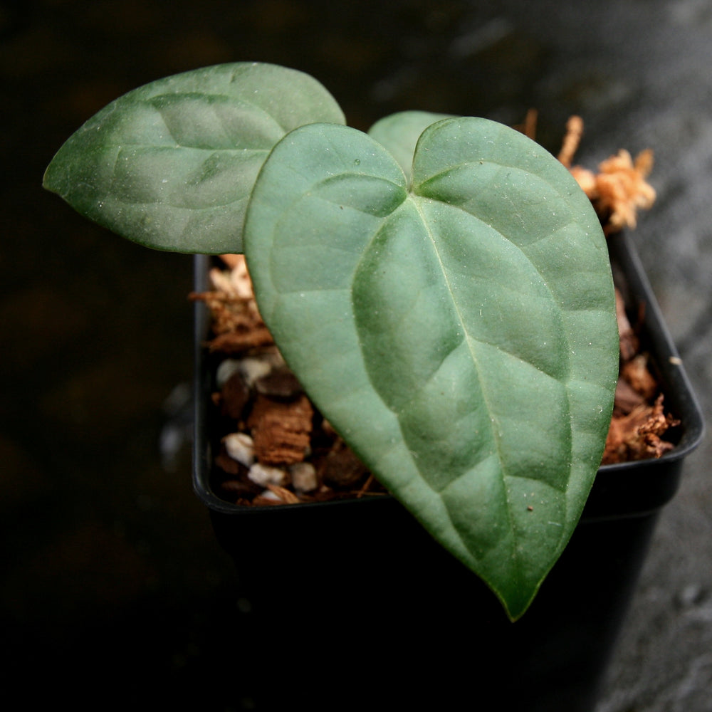 
                      
                        Anthurium crystallinum Dark x luxurians, CAR-0231
                      
                    