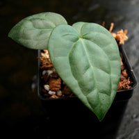 Anthurium crystallinum Dark x luxurians, CAR-0231