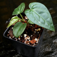 Anthurium crystallinum Dark x luxurians, CAR-0231