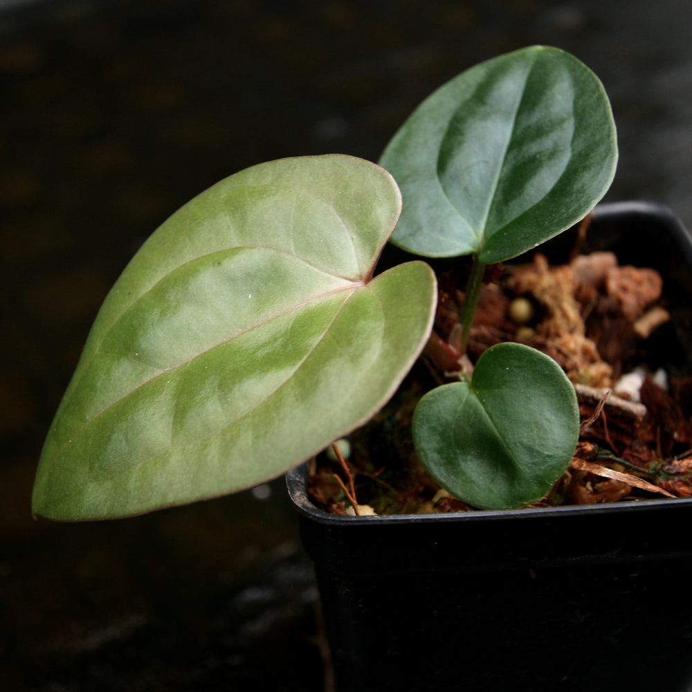 
                      
                        Anthurium (Red crystallinum x magnificum) -Tezula x luxurians, CAR-0236
                      
                    