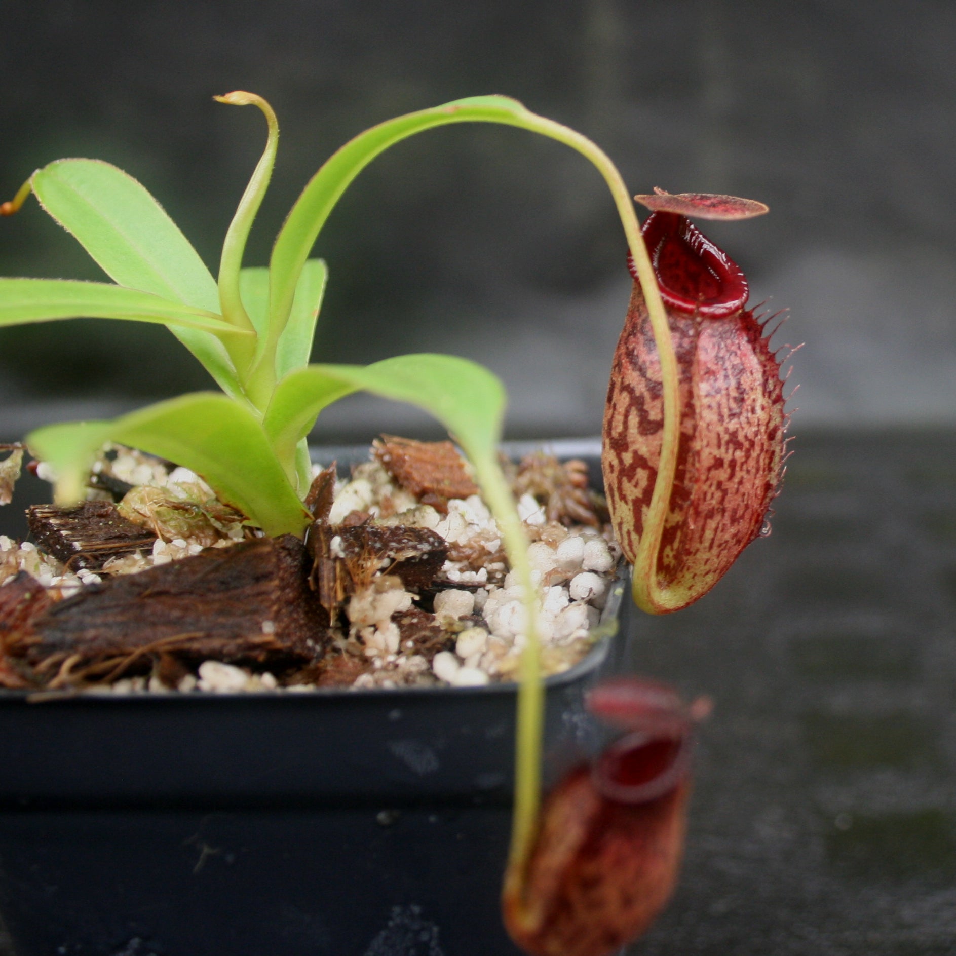 Nepenthes spectabilis x aristolochioides, BE-3663 – Carnivero