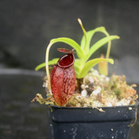 Nepenthes spectabilis x aristolochioides, BE-3663