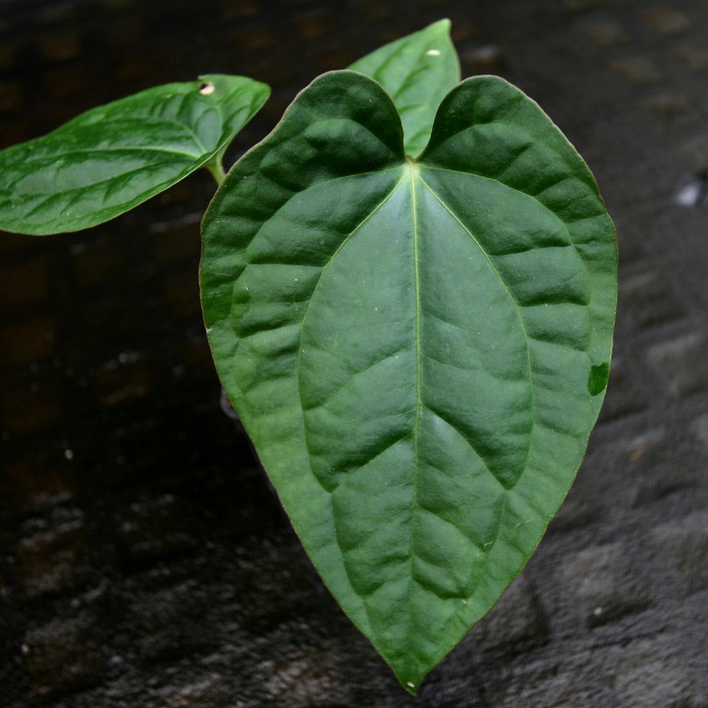
                      
                        Anthurium crystallinum x debilis, CAR-0235
                      
                    