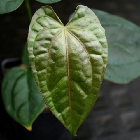 Glossy heart-shaped Anthurium crystallinum x debilis leaf with water droplets and pronounced venation.