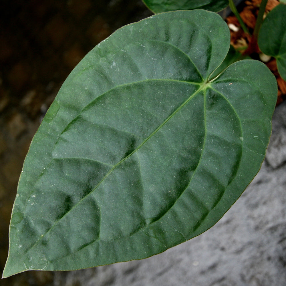 
                      
                        Anthurium crystallinum x debilis, CAR-0235
                      
                    