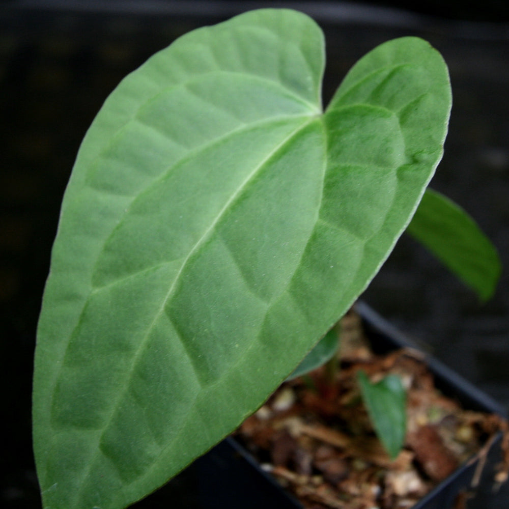 
                      
                        Anthurium crystallinum x debilis, CAR-0235
                      
                    