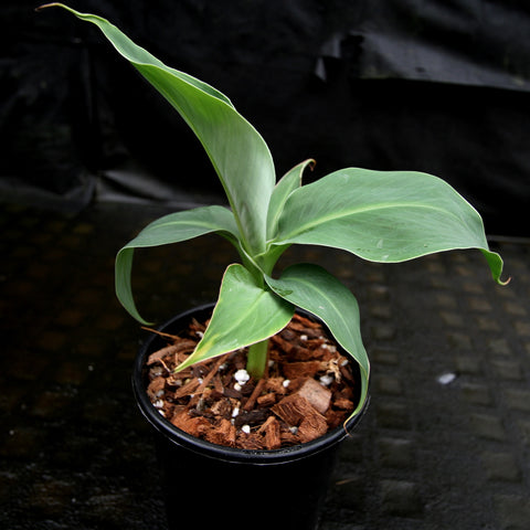 Musa Truly Tiny banana plant with broad green leaves in a small pot