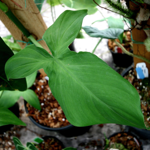 Philodendron camposportoanum leaf with broad lobed blade in a pot
