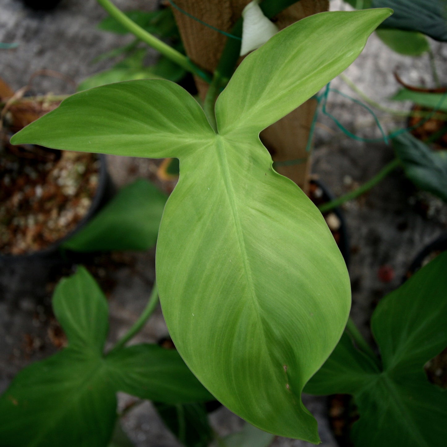 philodendron camposportoanum price Philodendron camposportoanum – Carnivero