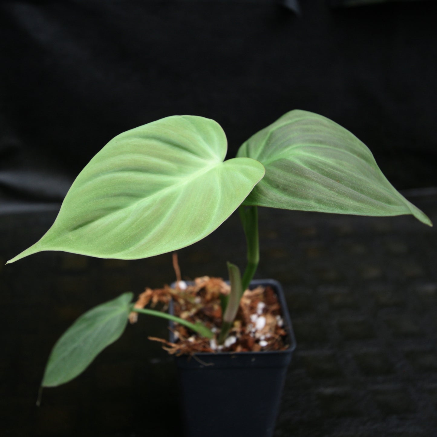 philodendron campos Philodendron camposportoanum – Carnivero