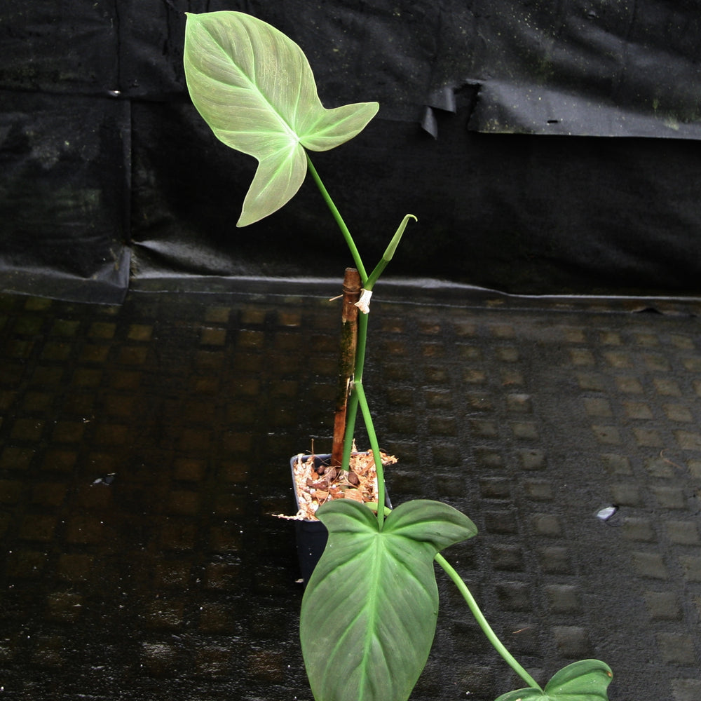 camposportoanum philodendron Philodendron camposportoanum – Carnivero