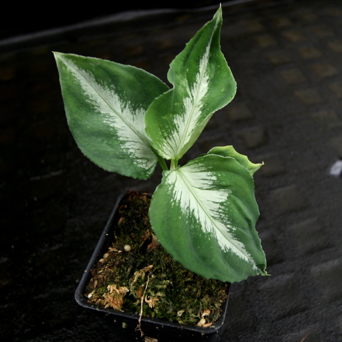 aglaonema pictum tricolor singapore Aglaonema pictum Tricolor – Carnivero